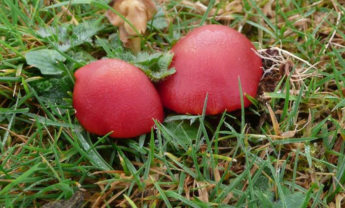 Rare Waxcap Fungi